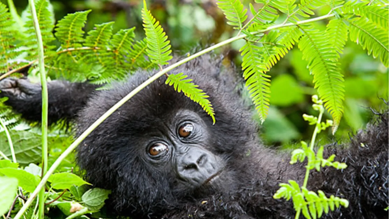 Responsible and Ethical Gorilla Trekking in Bwindi