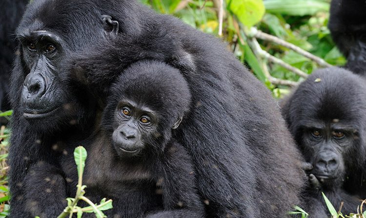 Gorilla Trekking in Mgahinga Gorilla National Park