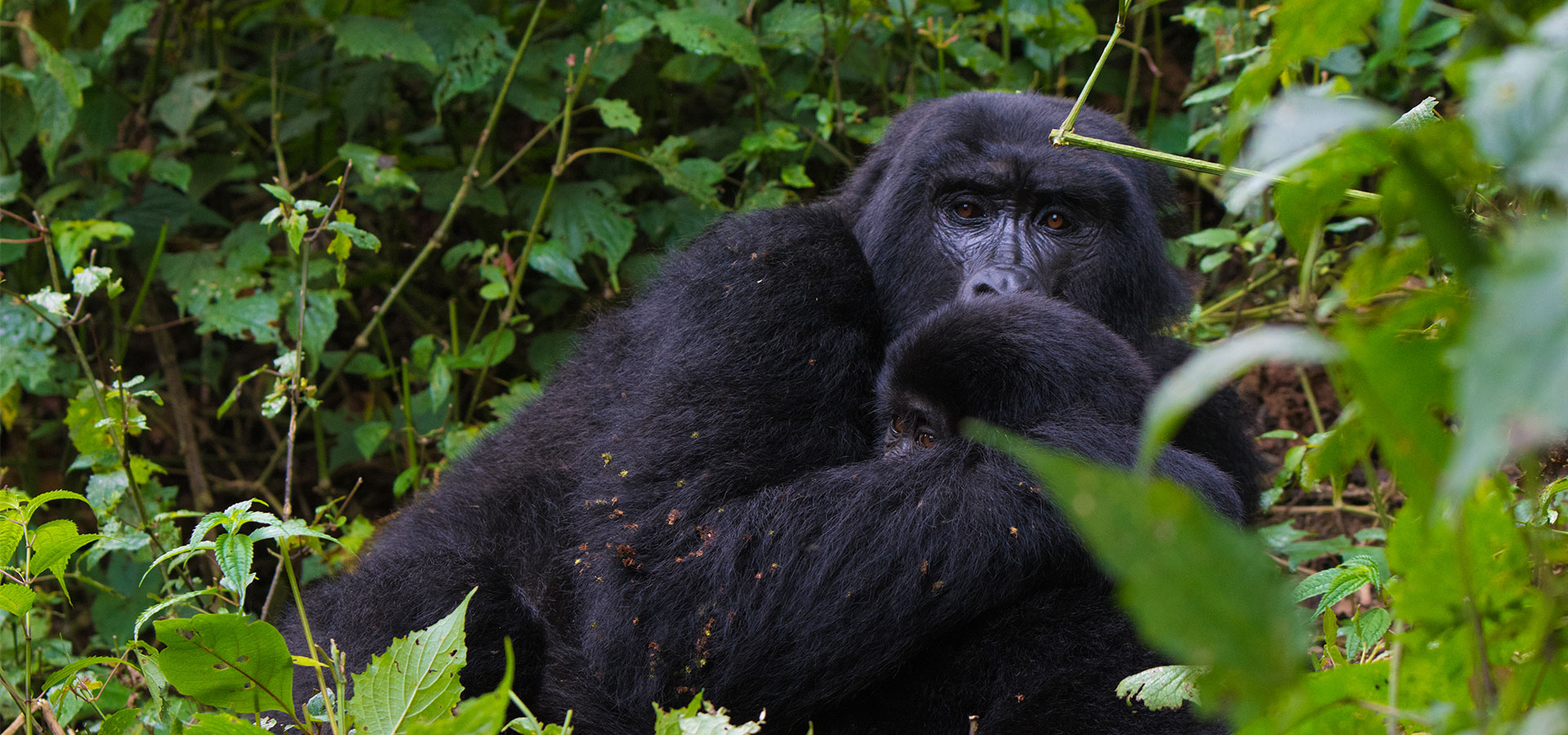 Gorilla Trekking in Virunga – Africa’s Most Intimate Encounter