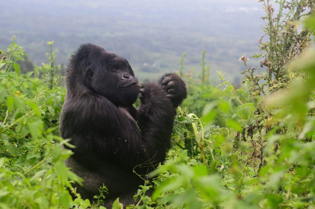 Mgahinga Gorilla National Park – Gorilla Trekking Uganda