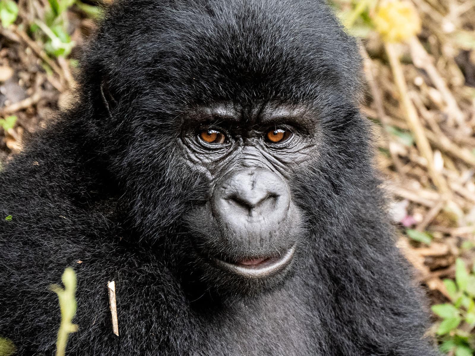 Safety in Virunga National Park – What You Need to Know Before Visiting
