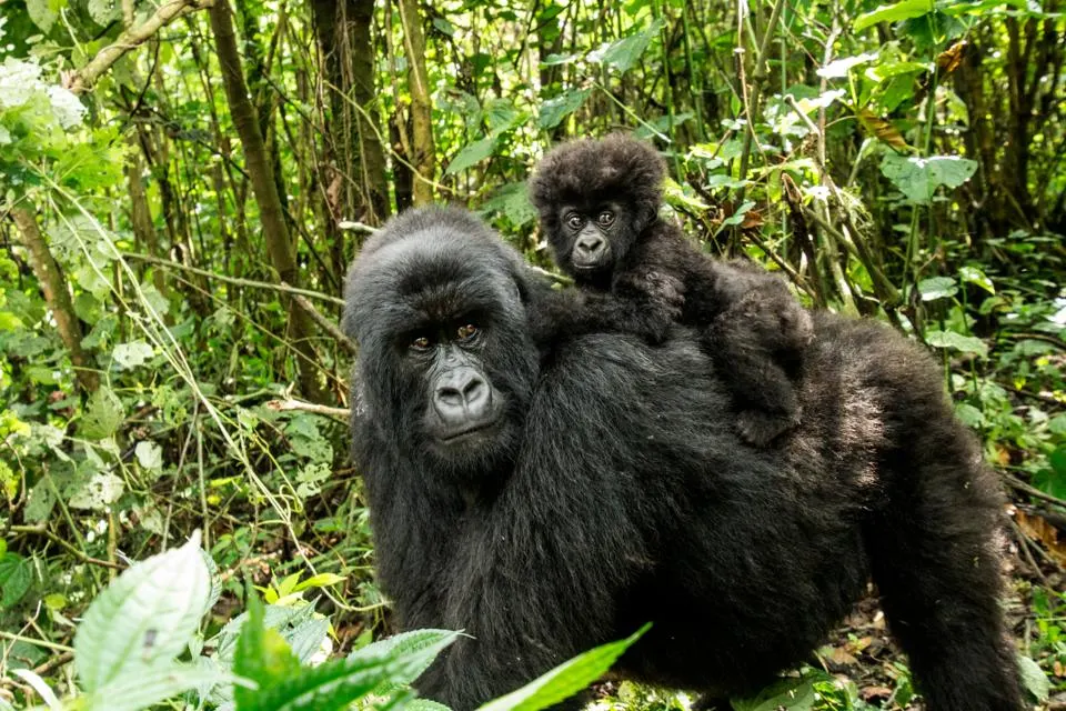 Gorilla Trekking in Rwanda
