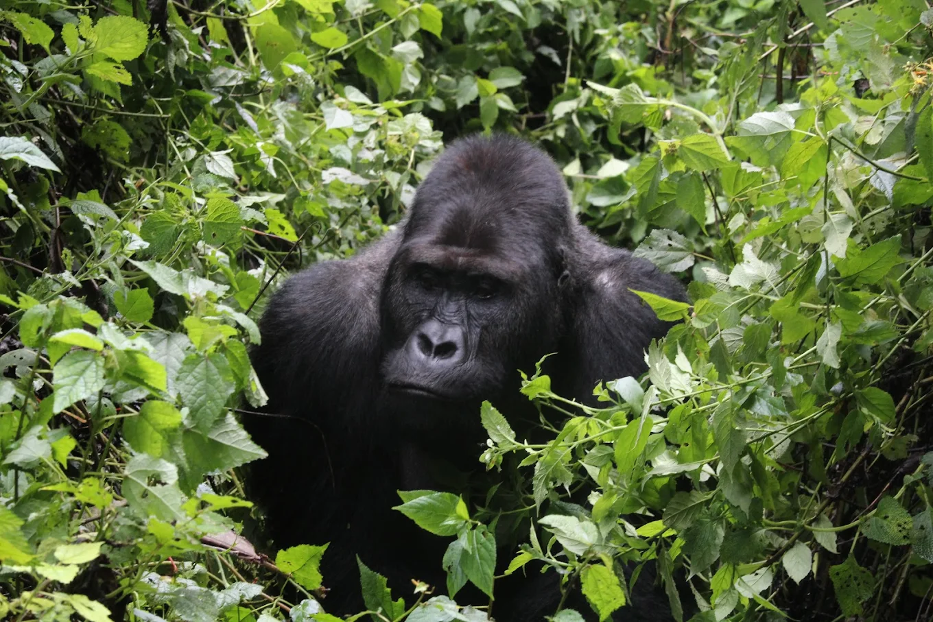 5 Days Virunga Fly-in Gorilla Trekking