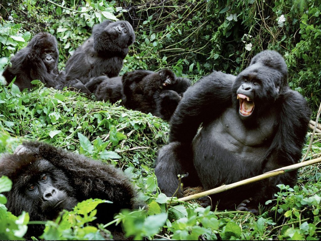 Gorilla Families & Habituation Experiences with Jewel Gorilla Safaris
