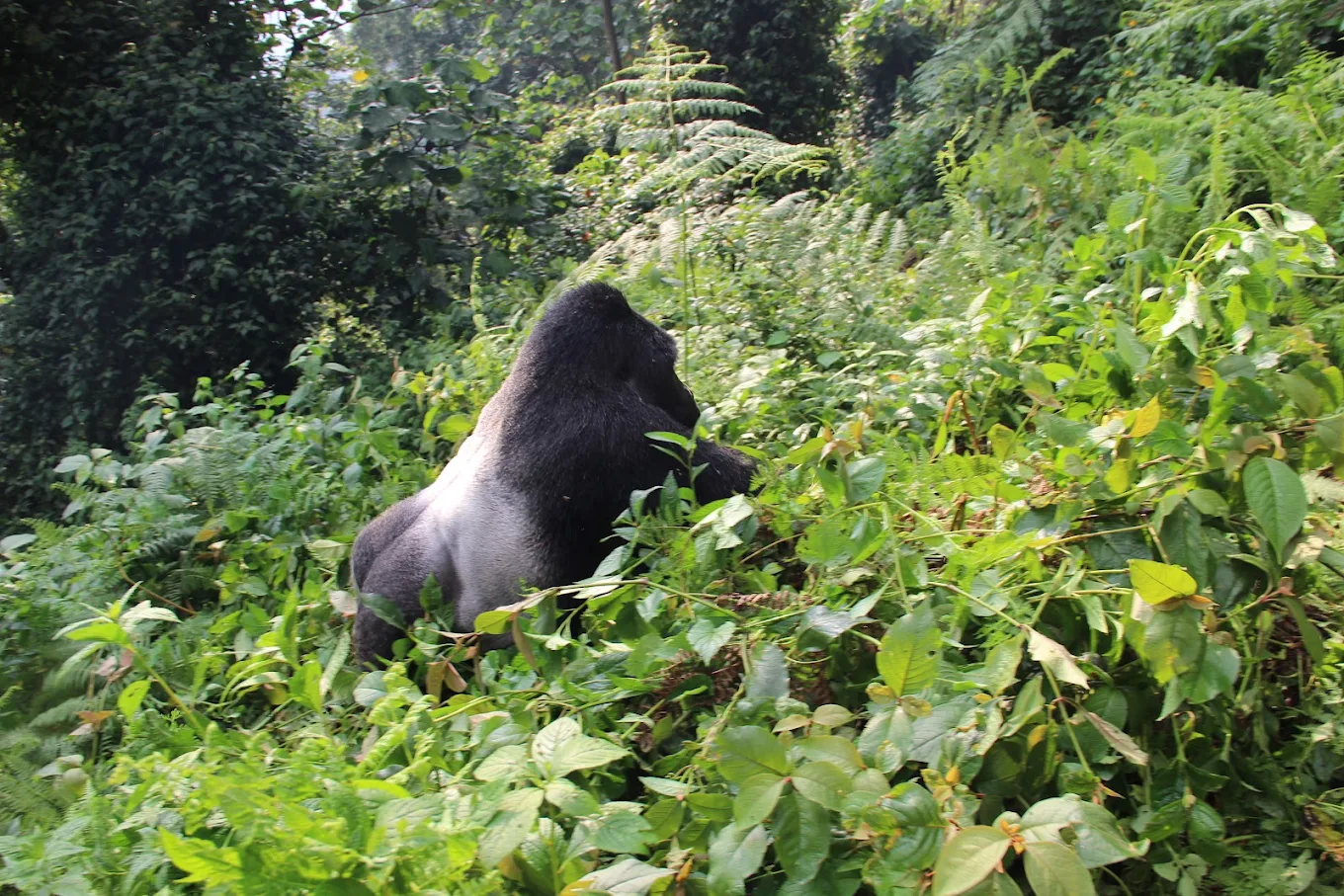 When to Book Your Gorilla Permit

