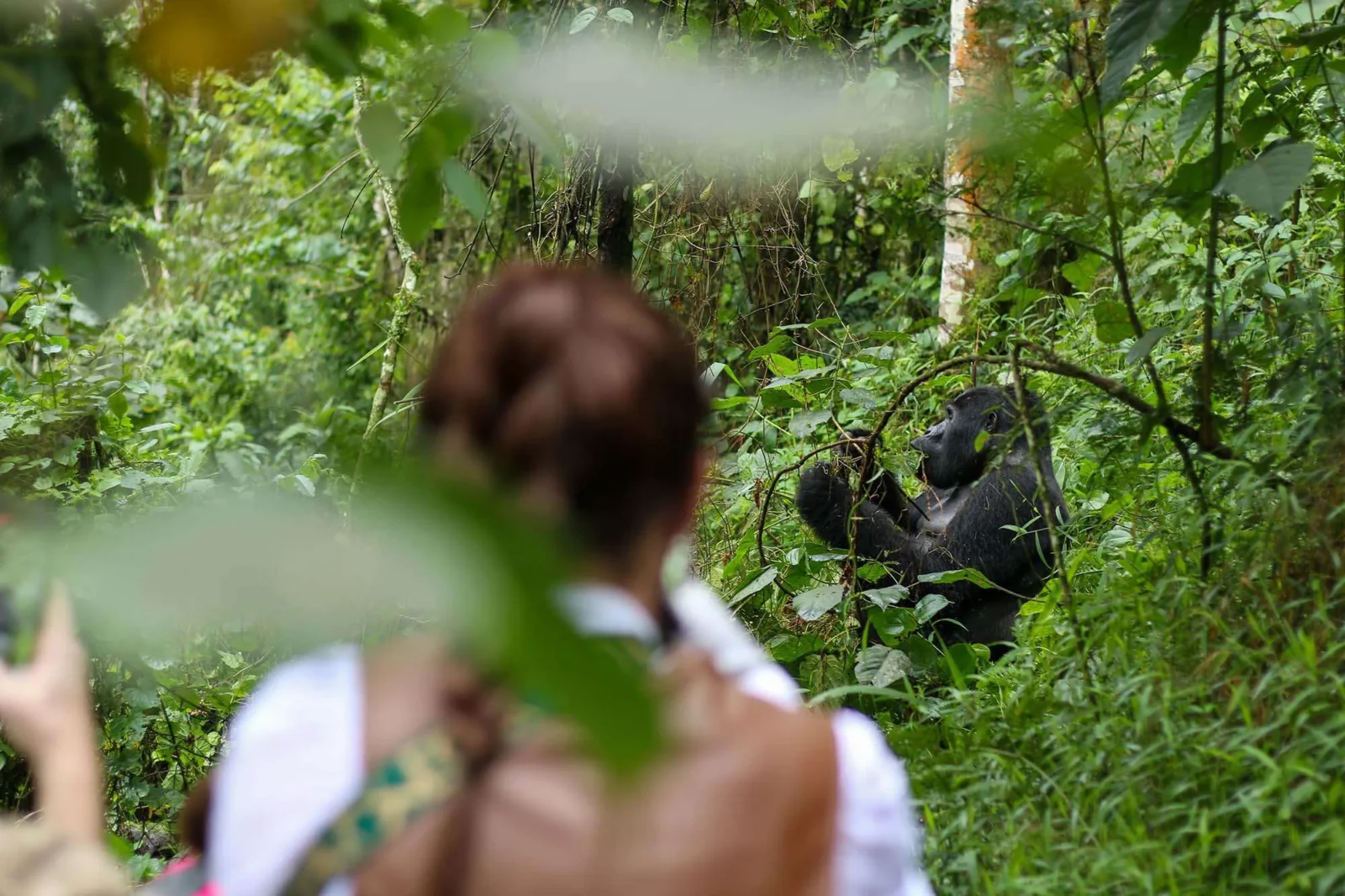 What to Expect on a Gorilla Trek with Jewel Gorilla Safaris