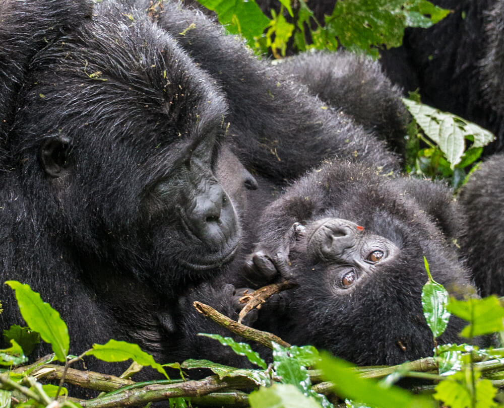 Bwindi Gorilla Trekking Itineraries - Jewel Gorilla Safaris