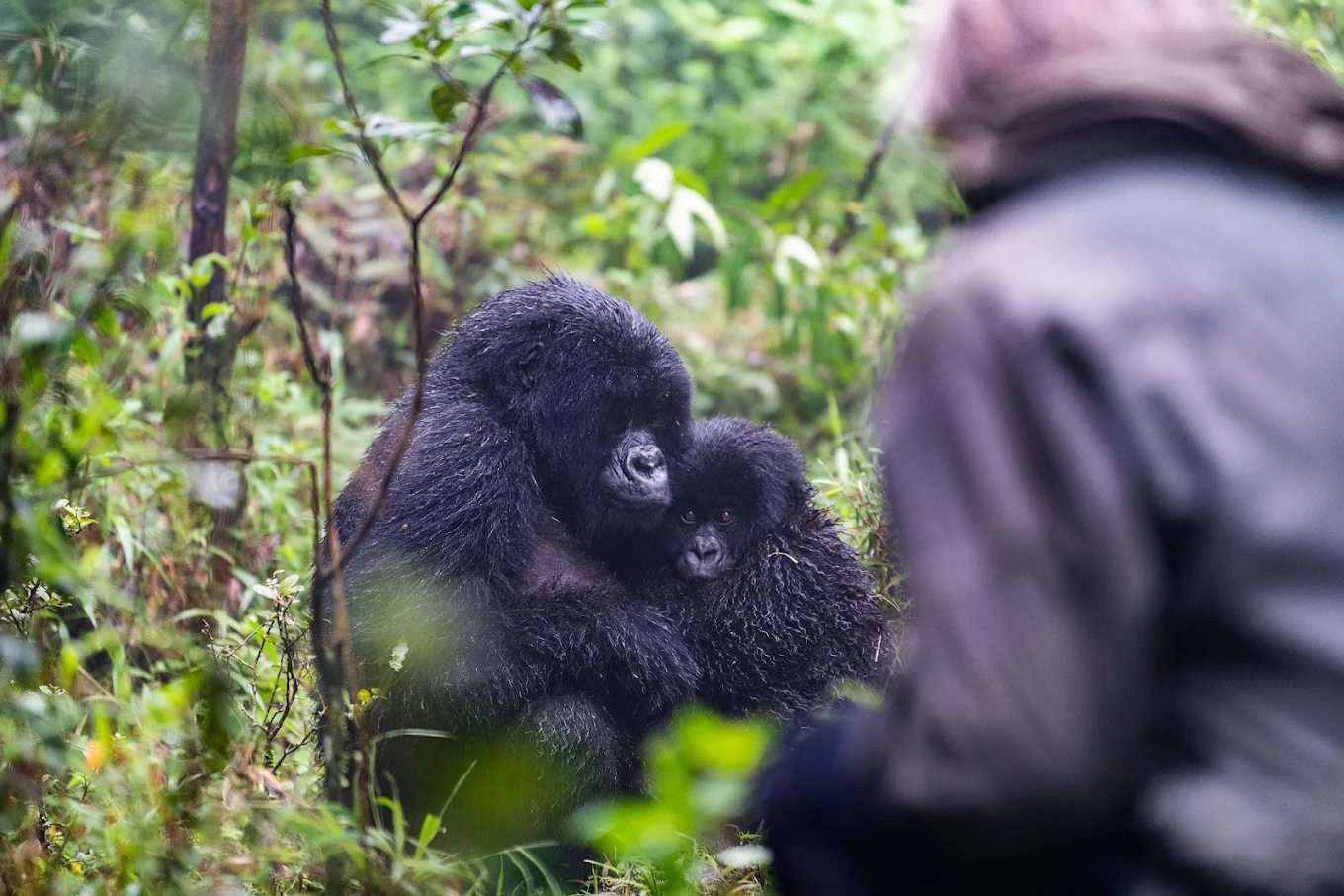 3 Days Bwindi Group Gorilla Trekking Tour
