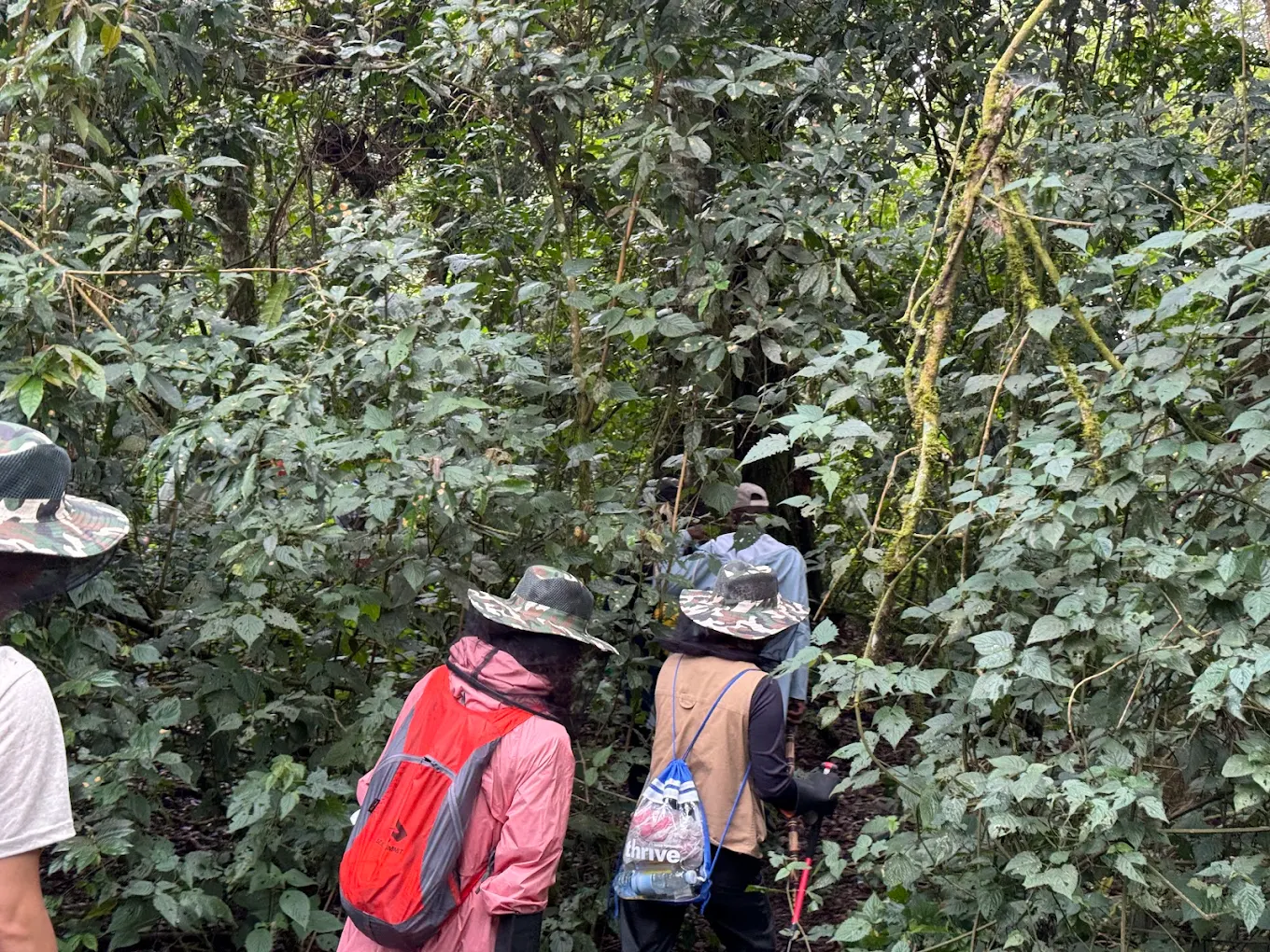 Why Fitness Seekers Choose the Hardest Gorilla Treks