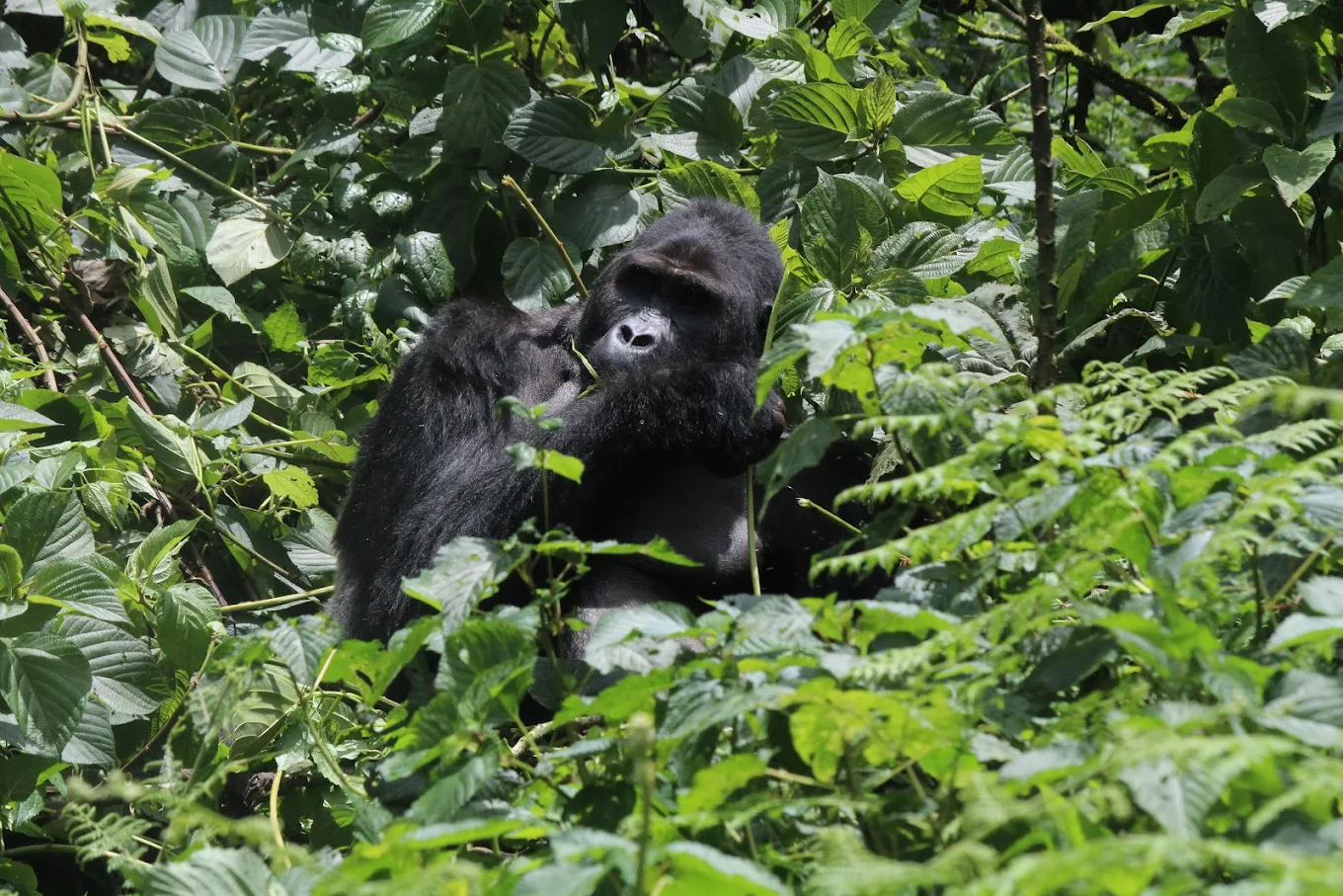 4 Days Uganda Gorilla Trekking and Lake Bunyonyi Relaxation
