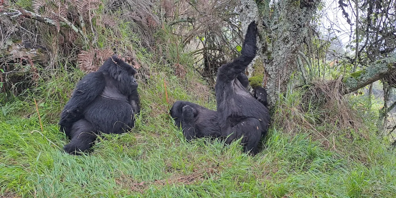 3 Days Bwindi Fly-in Gorilla Safari