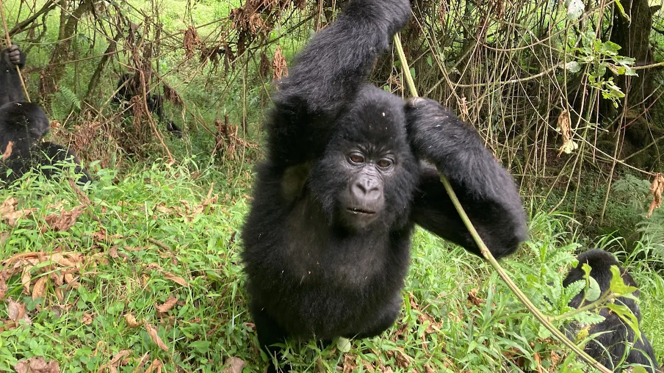 2 Days Mountain Gorilla Trek in Virunga National Park