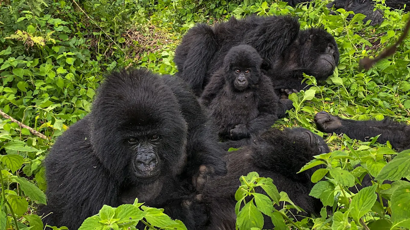4 Days Bwindi and Lake Bunyonyi Safari