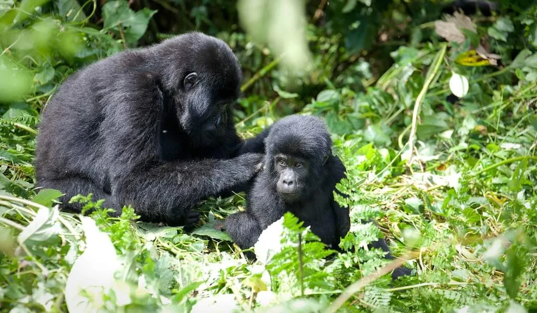 4 Days Uganda Gorilla Trekking and Lake Bunyonyi Relaxation