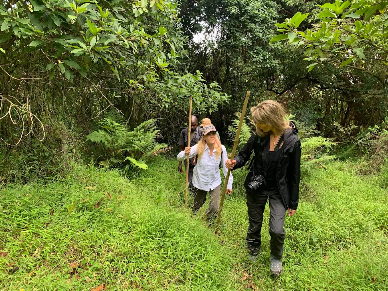 When Is the Best Time to Go Gorilla Trekking in DRC?
