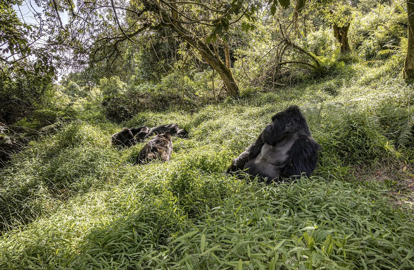 Congo Gorilla Trekking Destinations: Virunga National Park vs Kahuzi-Biega National Park