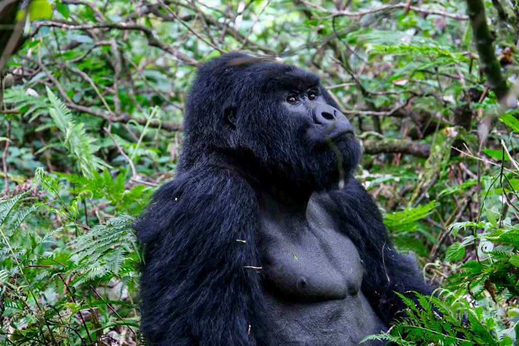 5 Days Mgahinga Gorillas & Batwa Trail