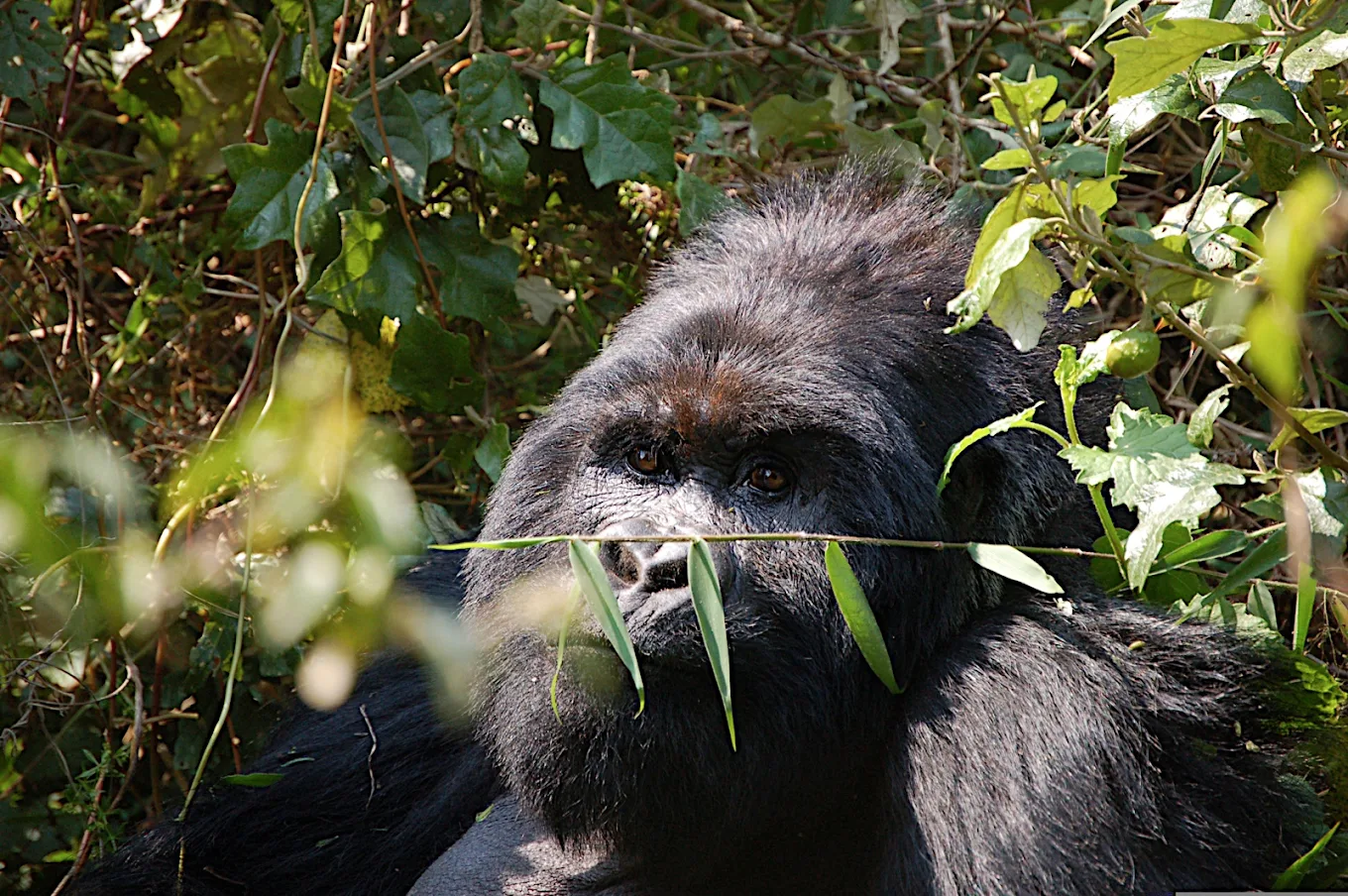 10 Days East Africa & Congo Circuit