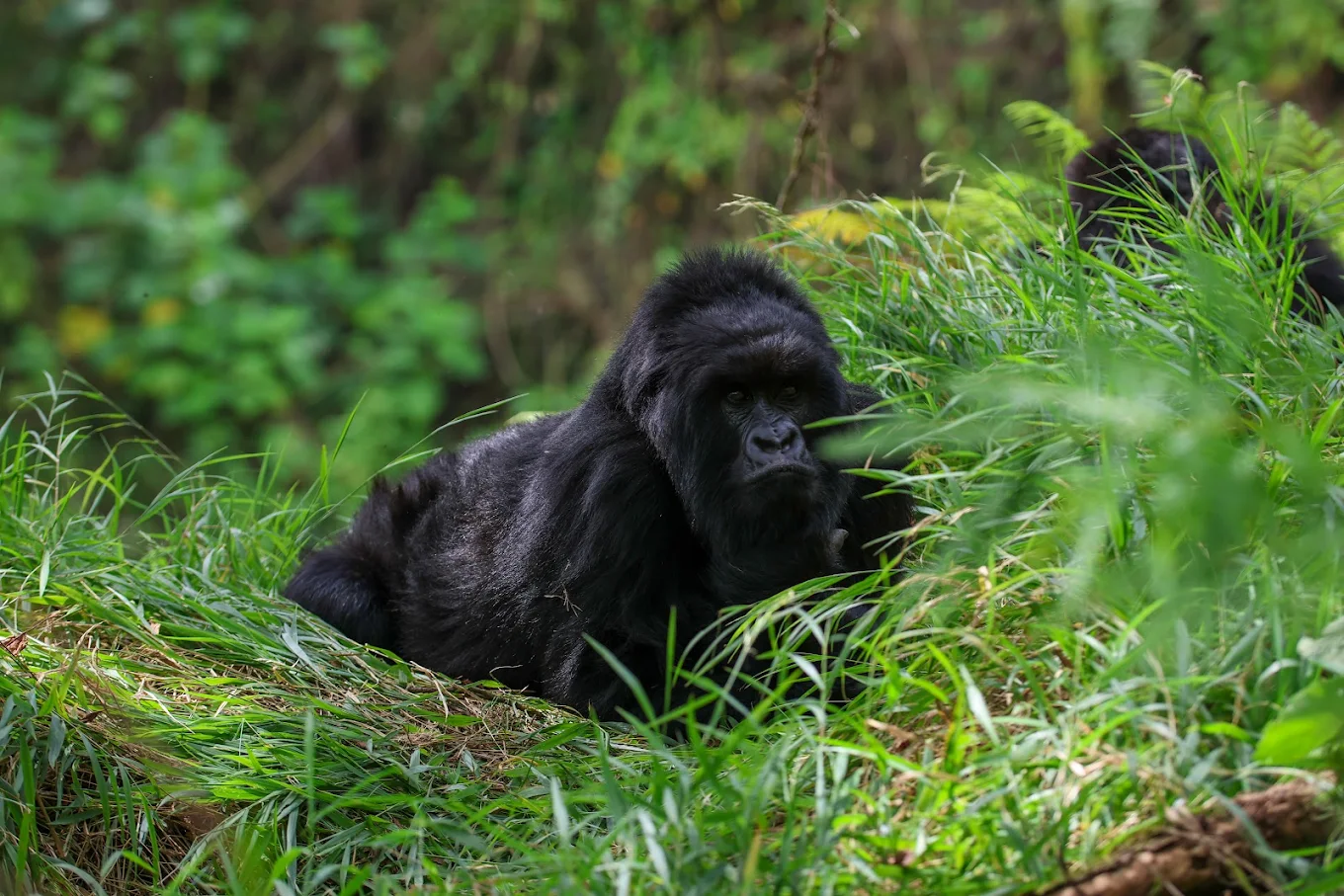 3 Days Mountain Gorilla Trekking in Rwanda | Volcanoes Safari from Kigali