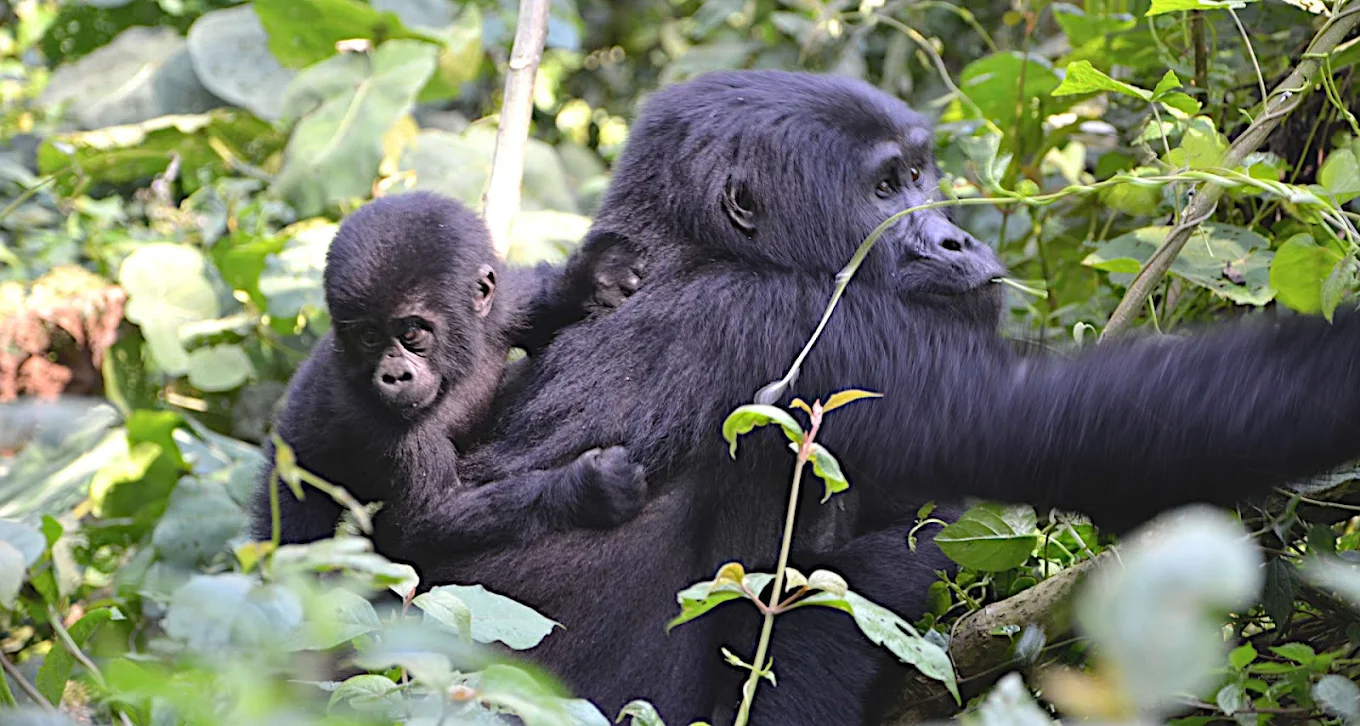 Choose Jewel Gorilla Safaris for Gorilla Trekking Safaris in Uganda and Rwanda