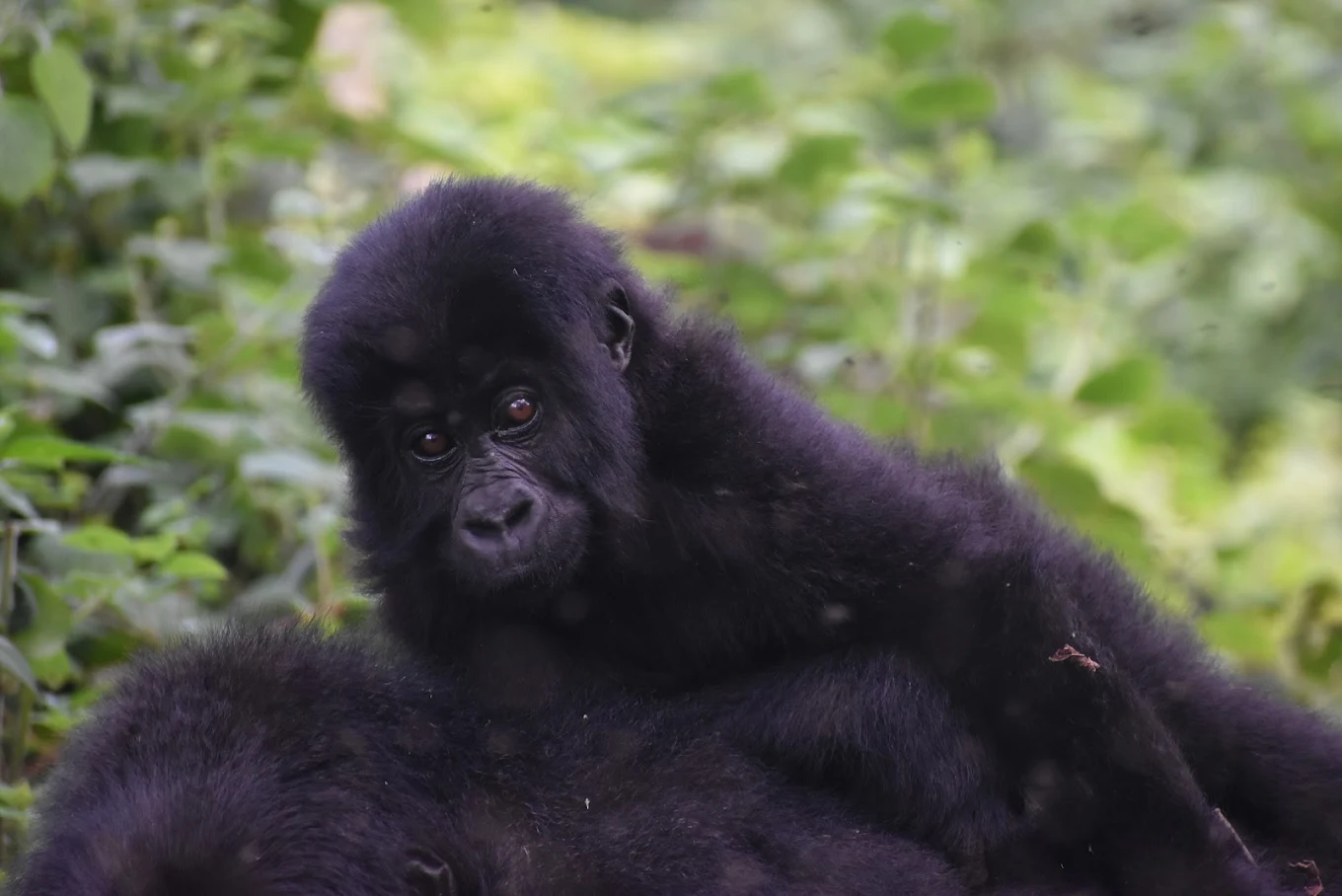 2 Days Gorilla Trekking in Bwindi from Kigali