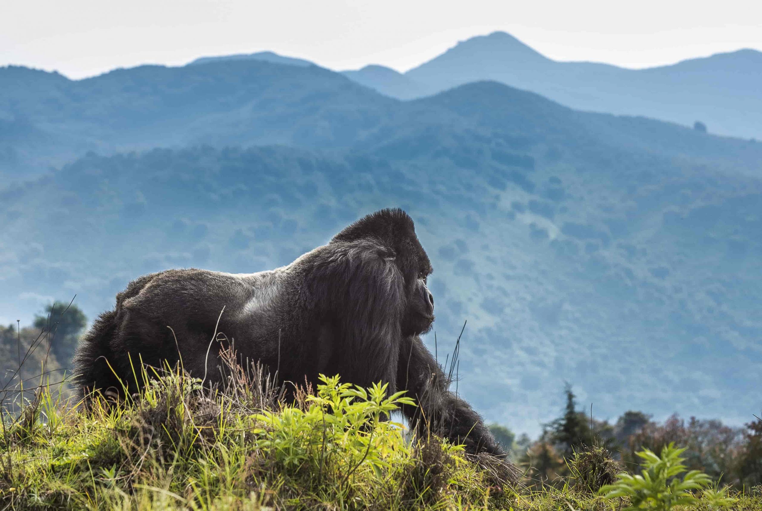 Rwanda Gorilla Trekking with Jewel Gorilla Safaris