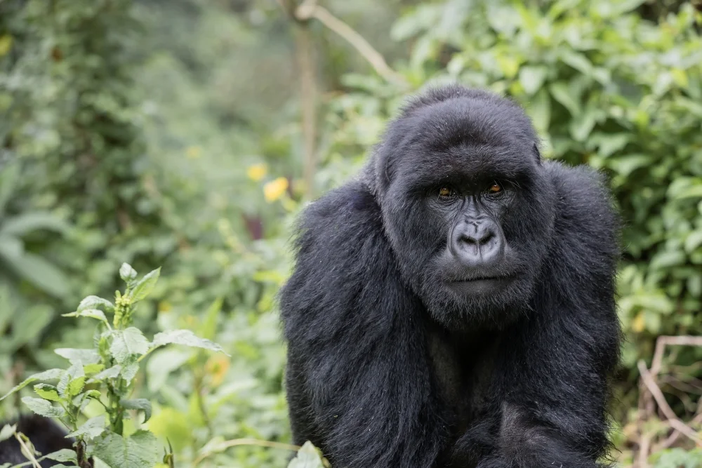 4 Days Rwanda Shared Gorilla Safari