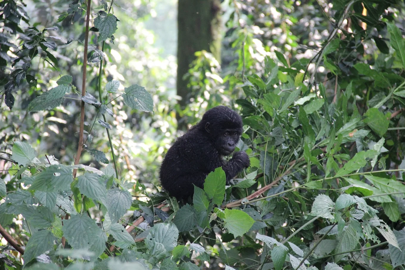 Golden Monkey and Gorilla Safari