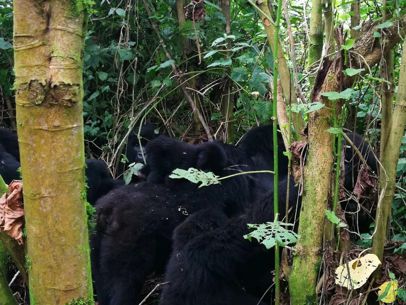 3 Days Virunga Gorilla Trek