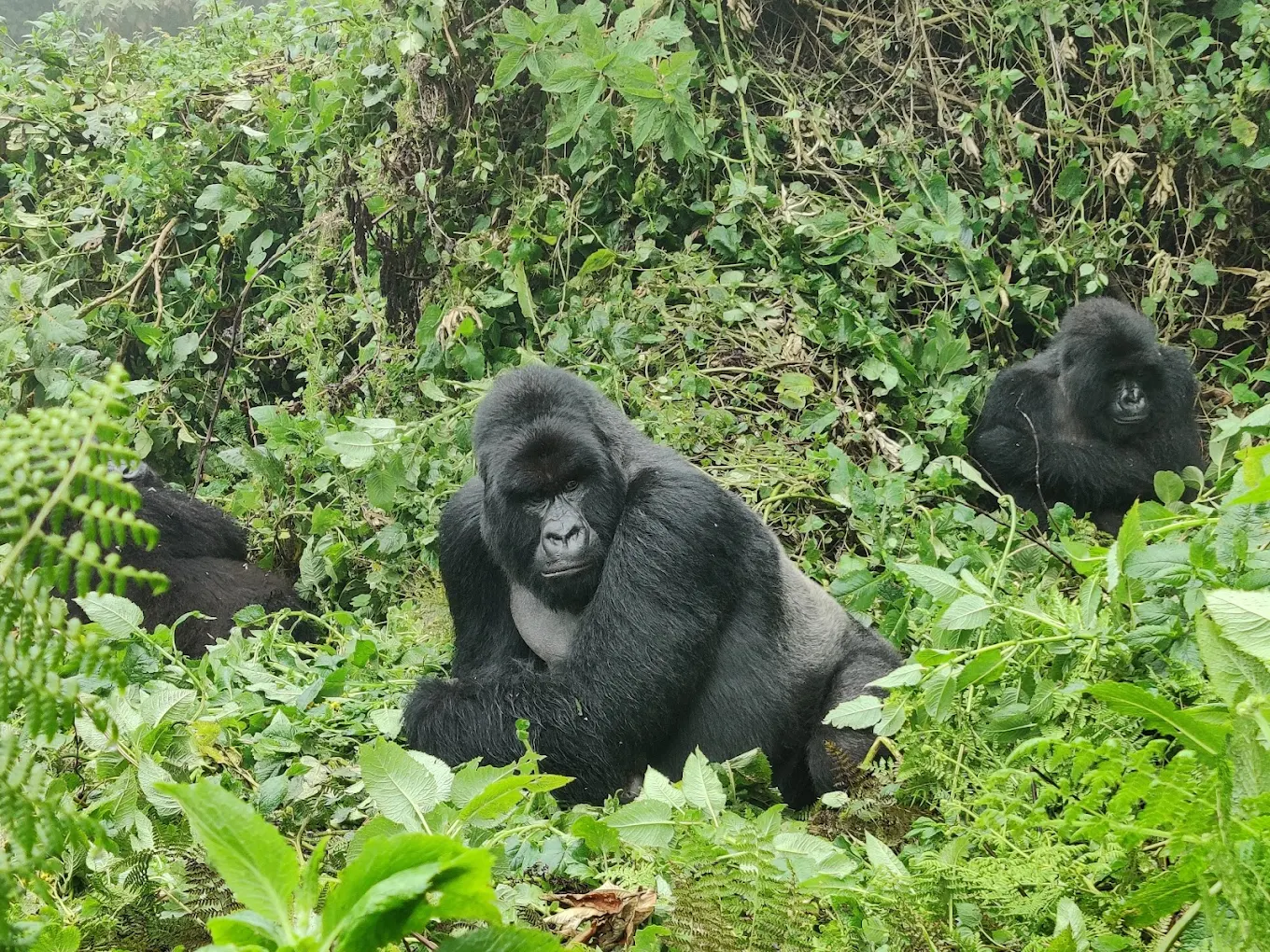 3 Days Rwanda Group Gorilla Safari