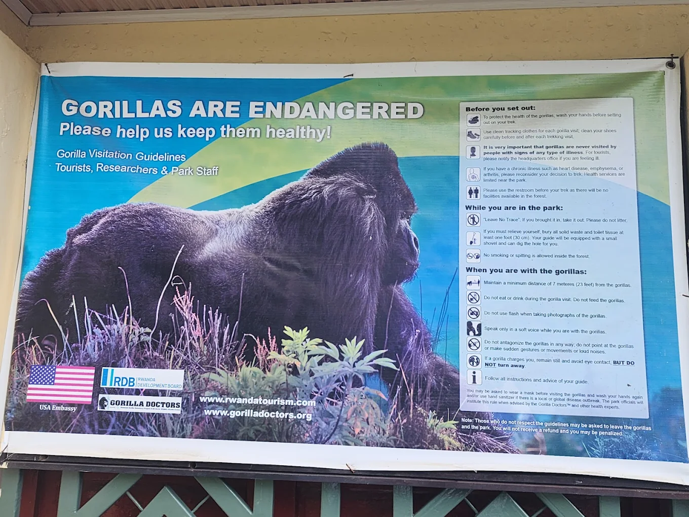 Tips for Gorilla Trekking in Uganda, Rwanda, and DR Congo
