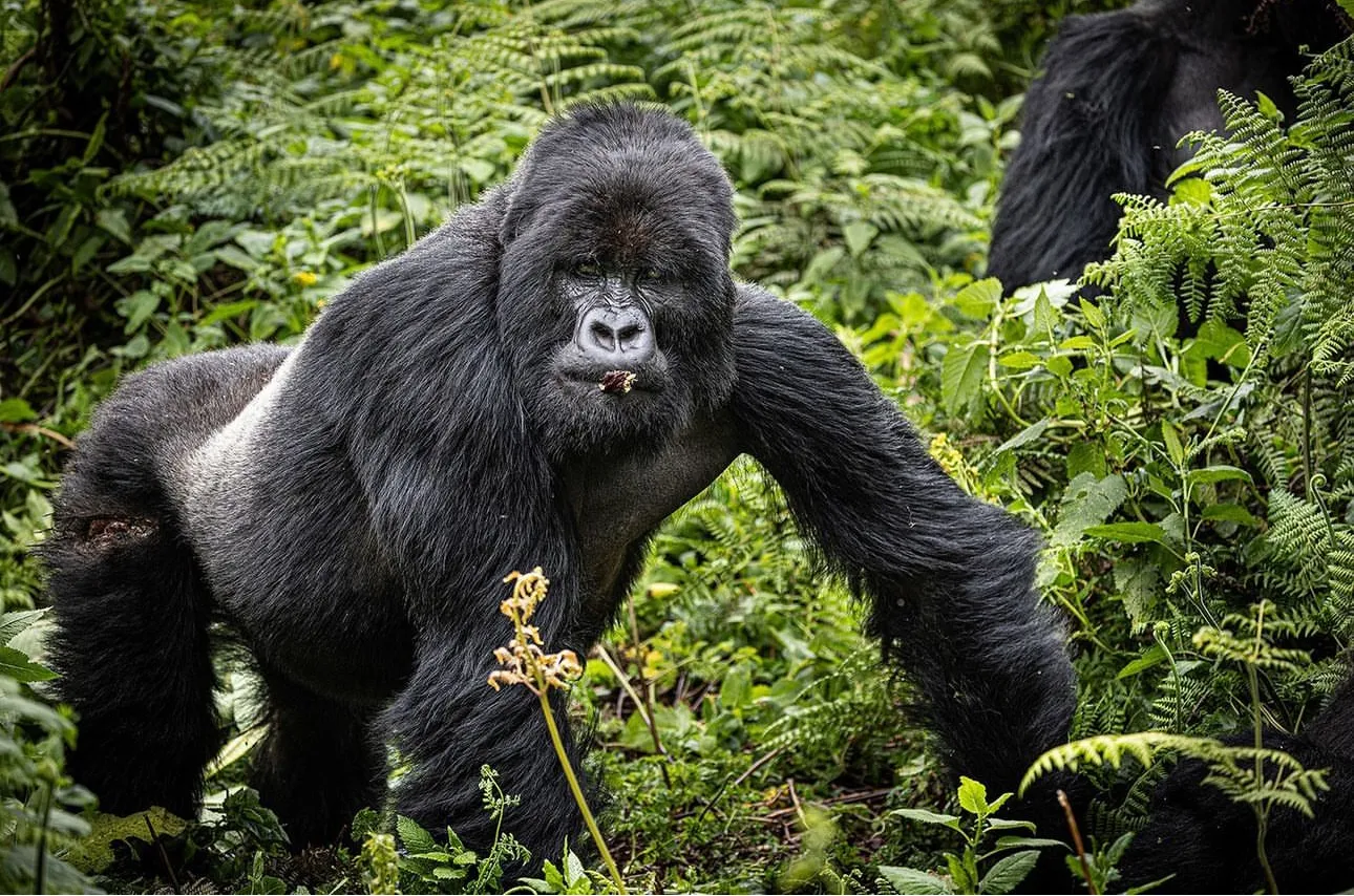 Plan Your Rwanda Gorilla Safari with Trusted Experts