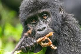 5 Days Gorilla and Wildlife Safari via Kigali