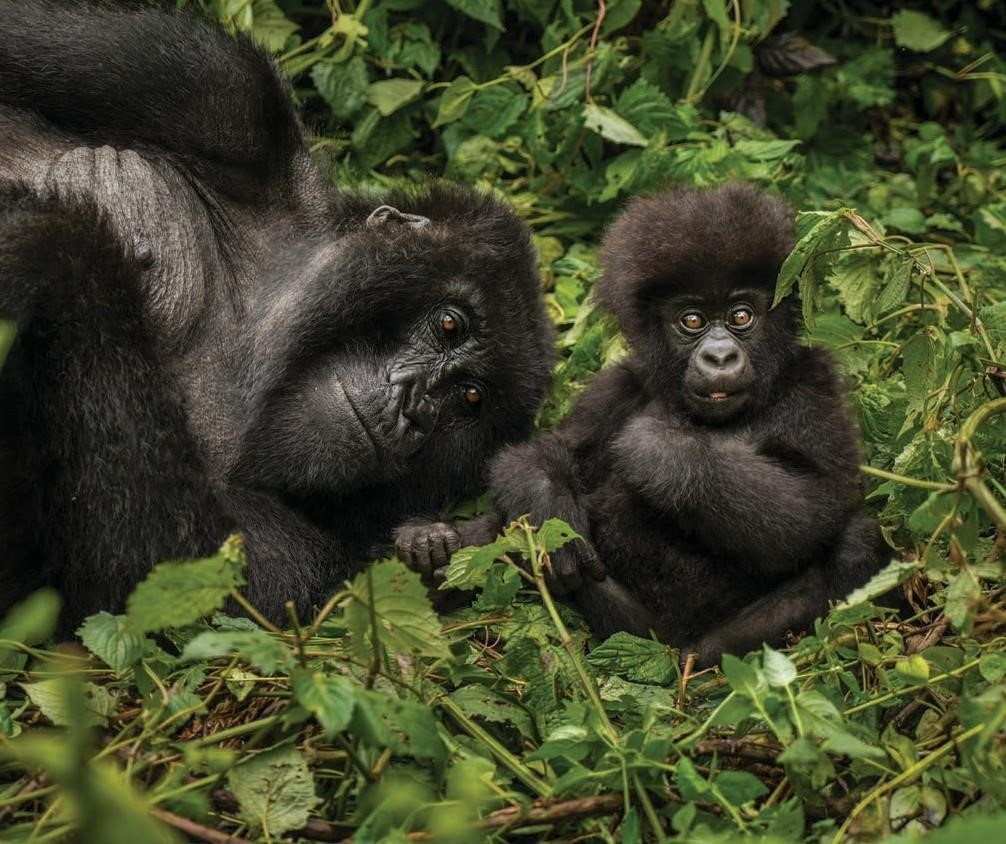 Gorilla Trekking 101 | The Honest Guide to Uganda, Rwanda & Congo Gorilla Trekking Safaris