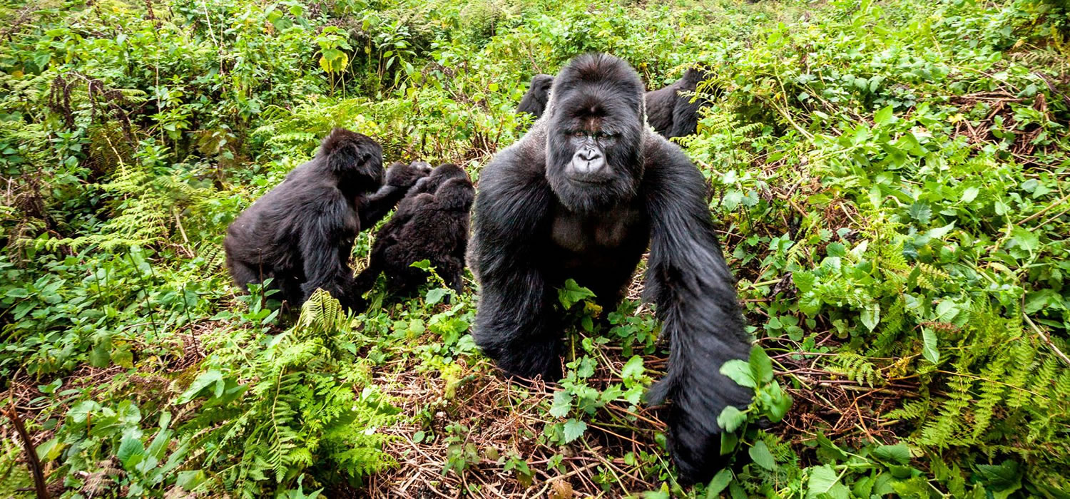 Virunga National Park Tours and Packages
