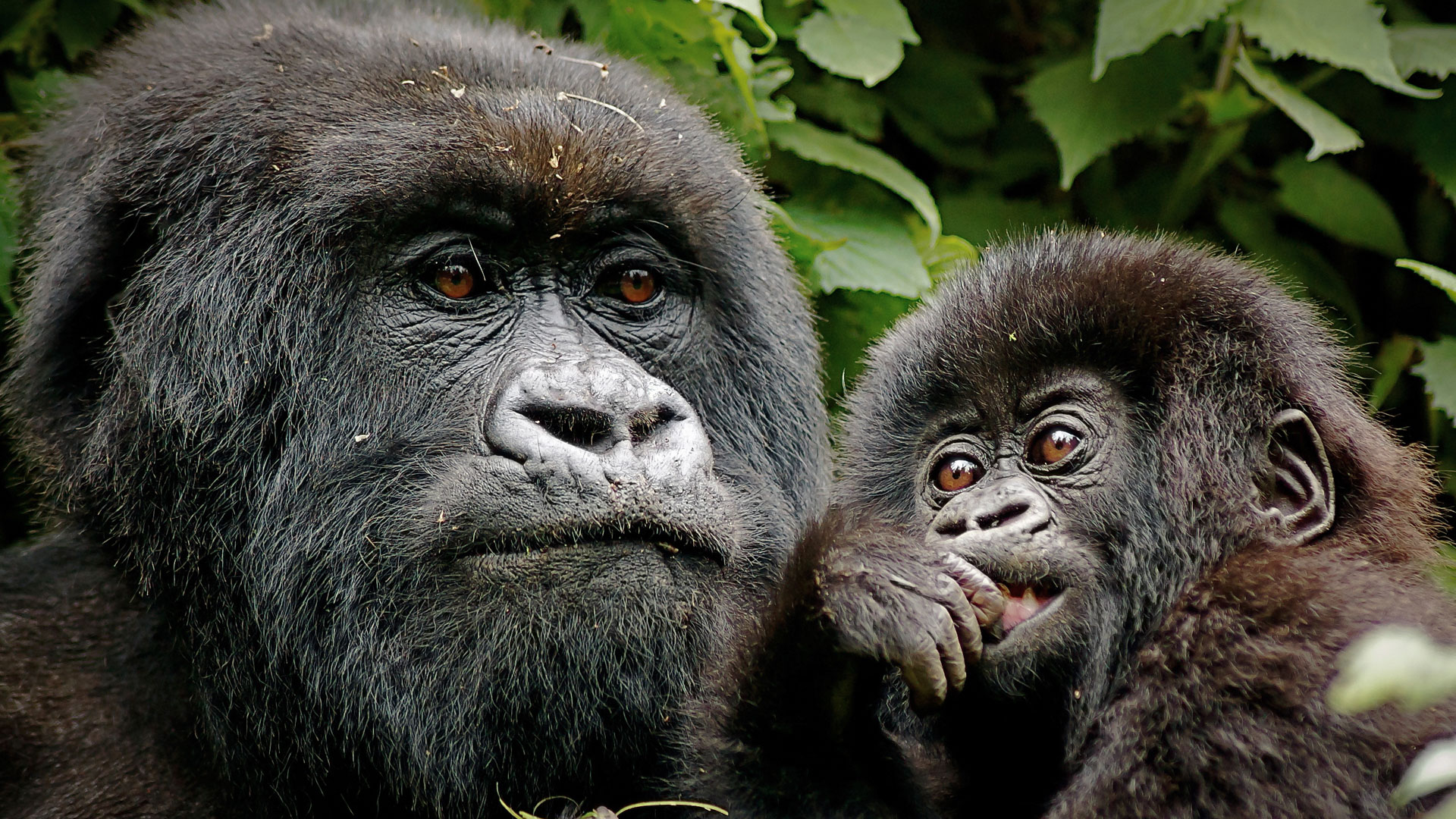8 Days Rwanda and Uganda Gorilla Primate Safari