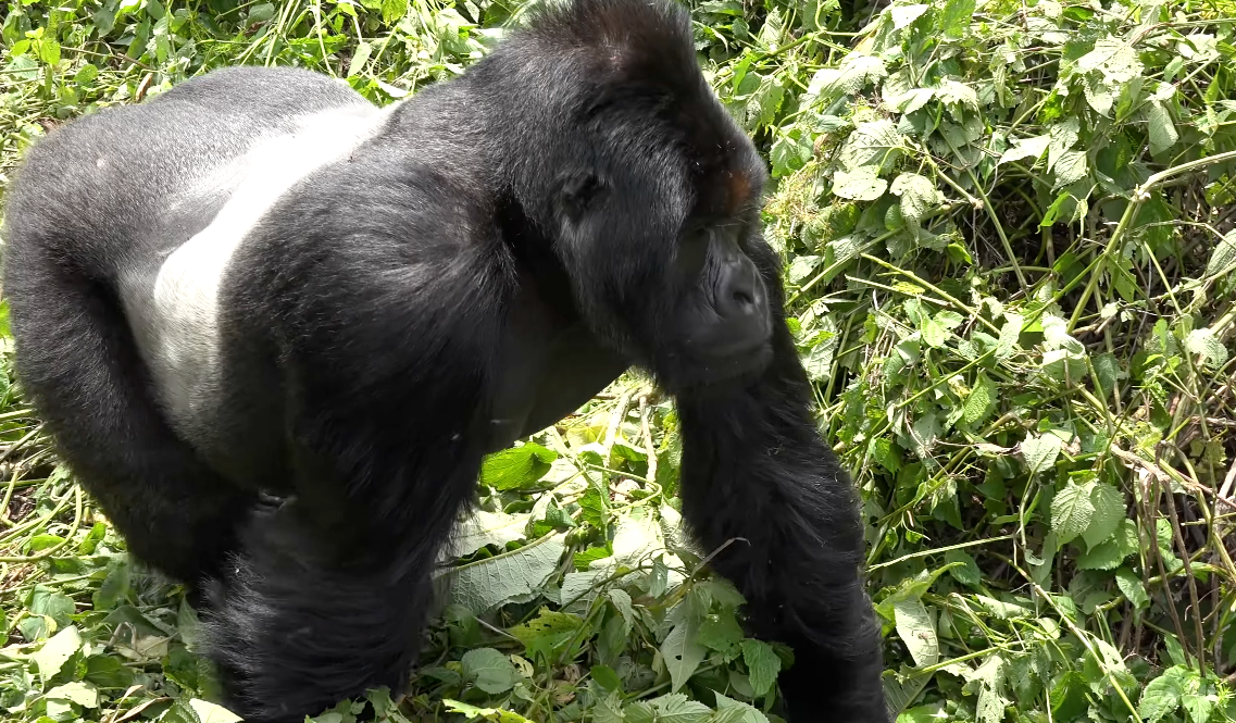 Silverback Personality Types and How This Affects Protection
