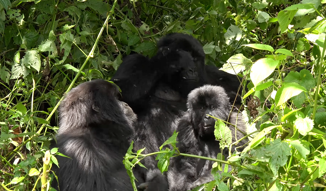10 Days Uganda Luxury Safari with Gorilla Trekking
