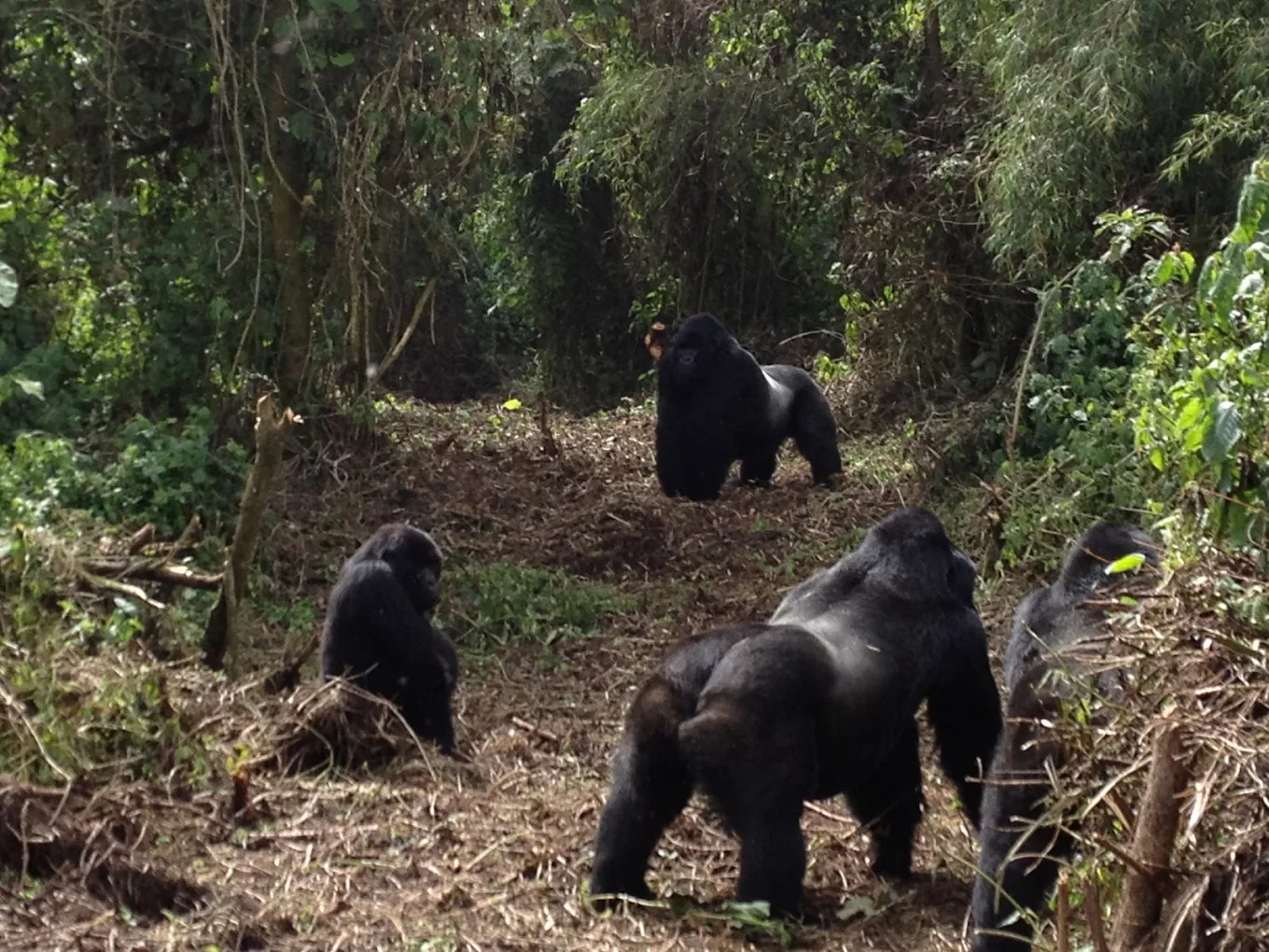 Gorilla Trekking Experience