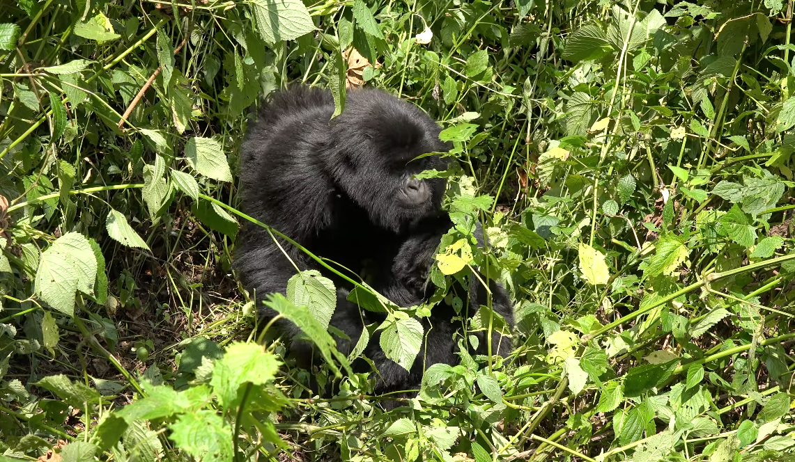 3 Days Gorilla Trekking Bwindi Impenetrable Forest