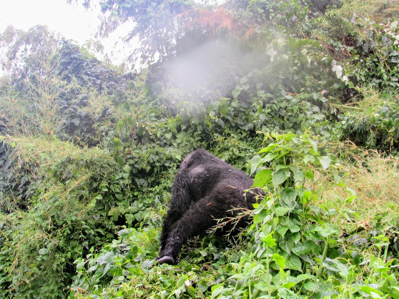 6 Days Uganda Primate Safari