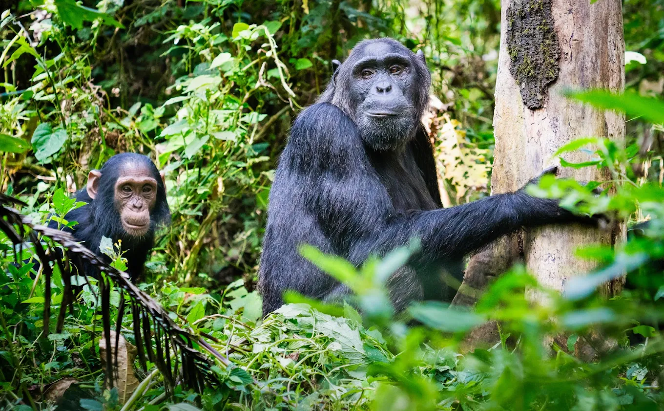 Kibale Chimpanzee Habituation Experience Uganda