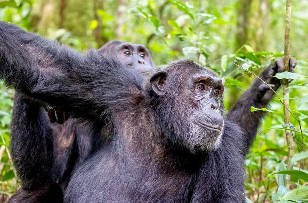 Where is Kibale National Park Located?