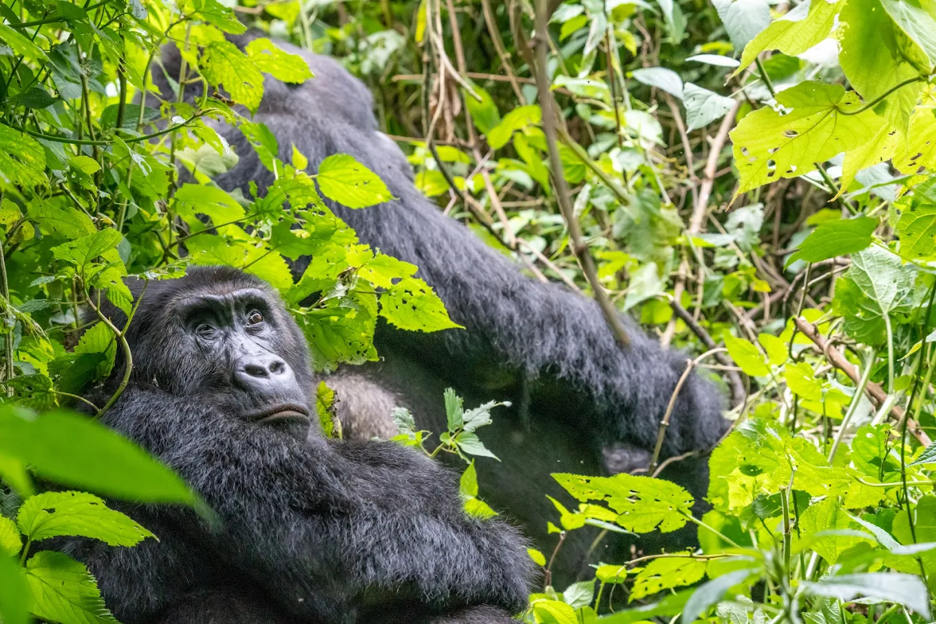 Eastern Lowland Gorilla Trekking in Kahuzi-Biega