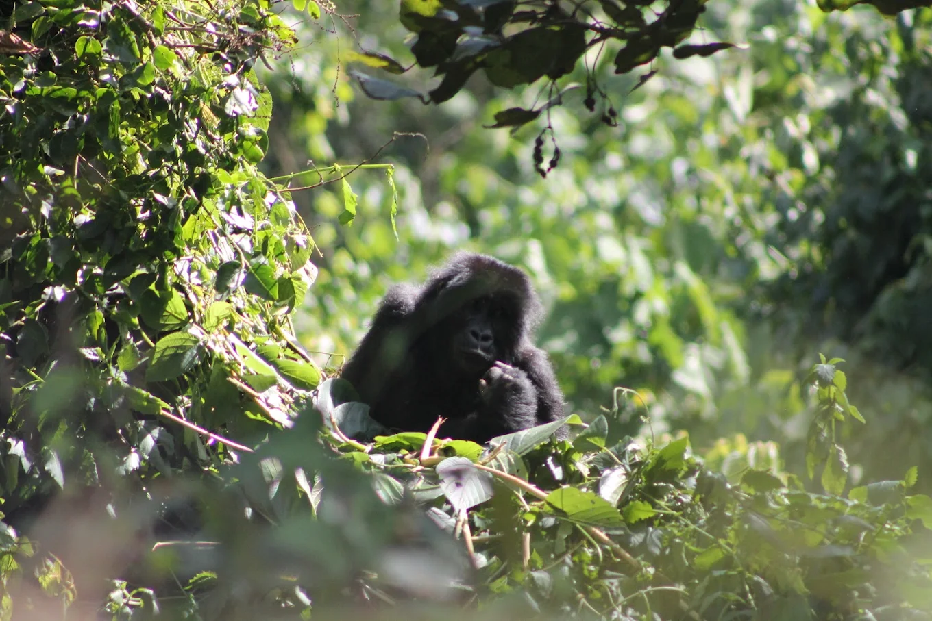 Ruhija vs Rushaga vs Buhoma vs Nkuringo (2026–2027 Ultimate Guide to Bwindi’s Gorilla Trekking Sectors)
