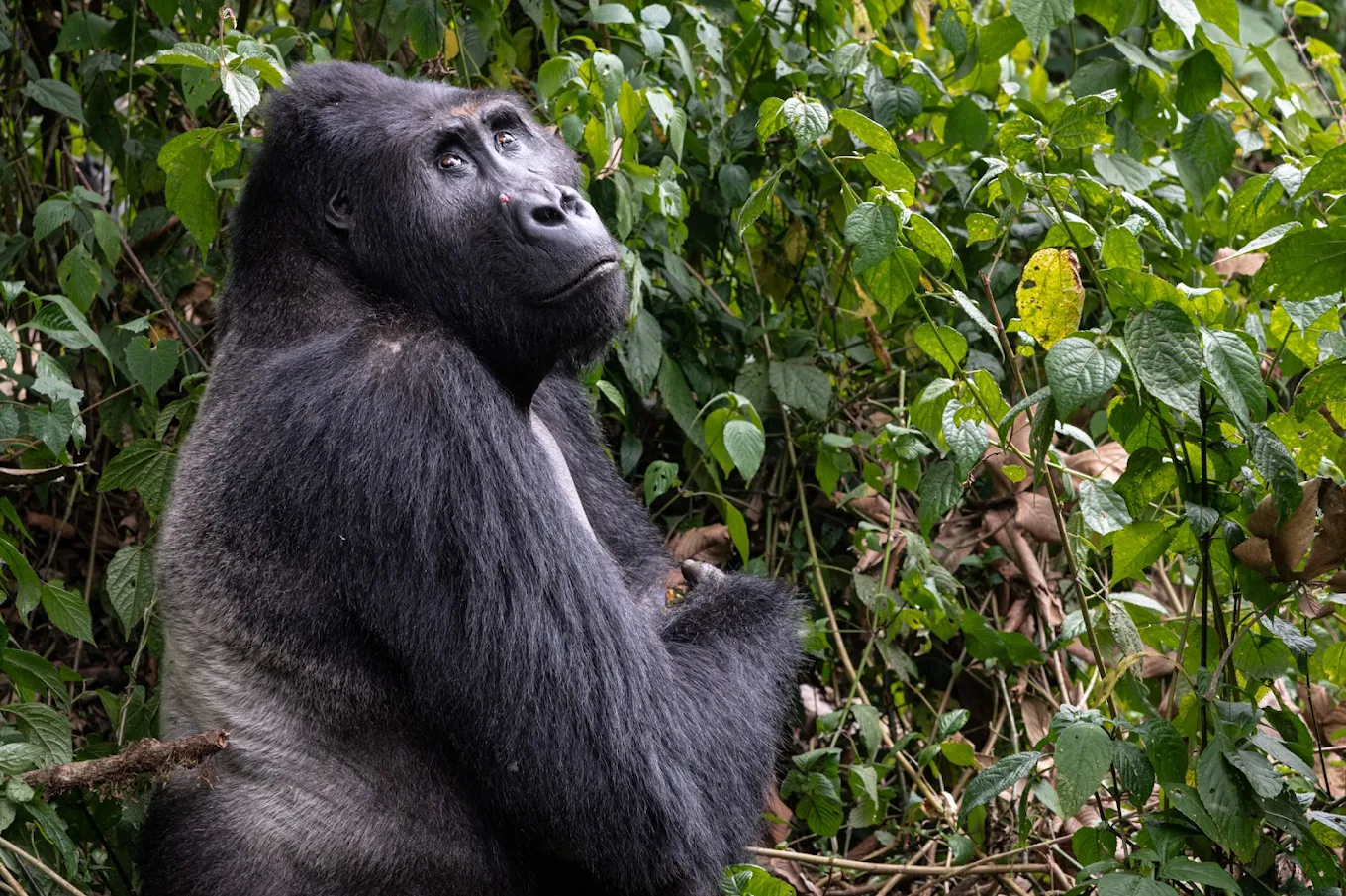 10 Days Luxury Uganda Safari