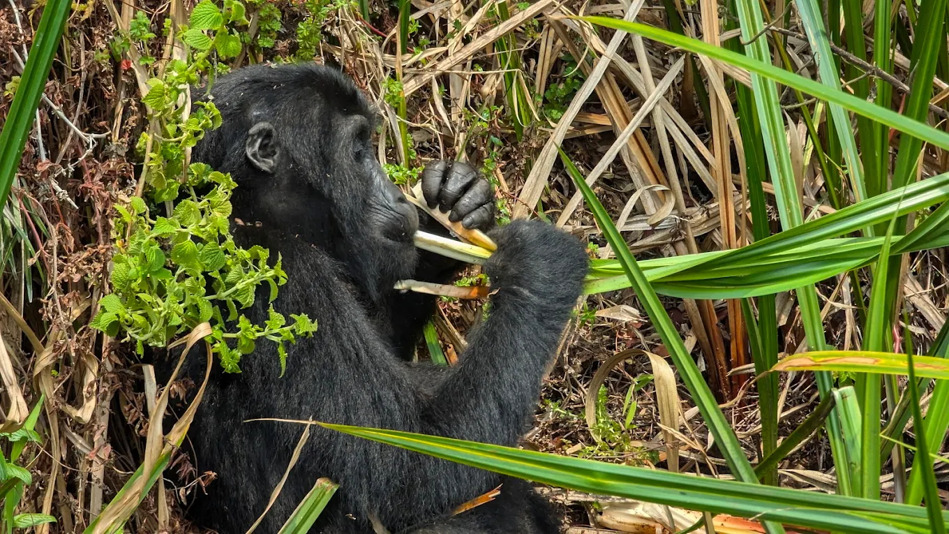 Nest Building and Gorilla Conservation
