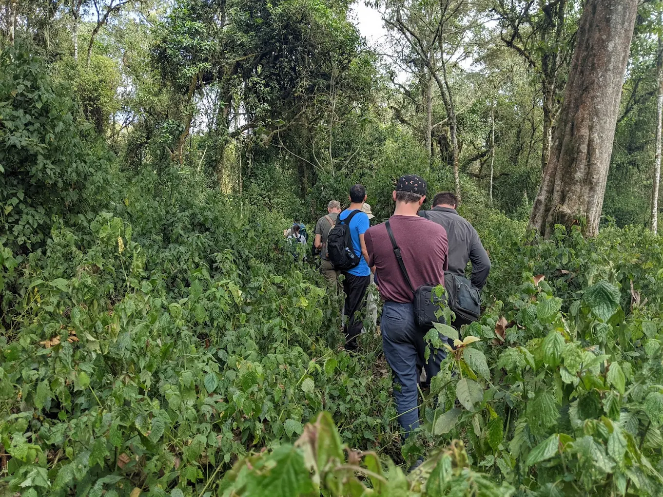 Best Time to Visit Kahuzi-Biega National Park
