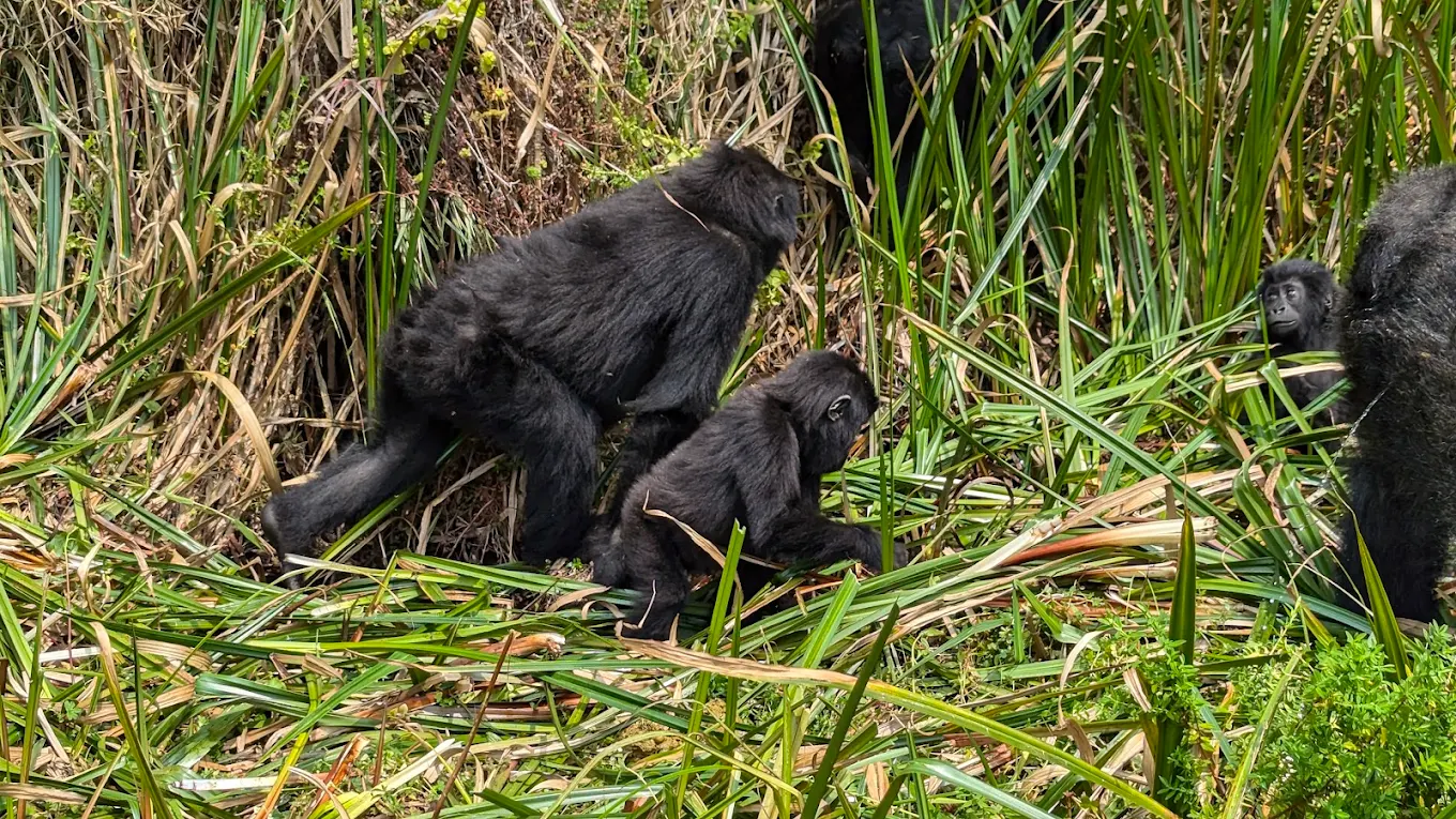 3 Days Uganda Gorilla Trekking - Bwindi Gorilla Safari 2025