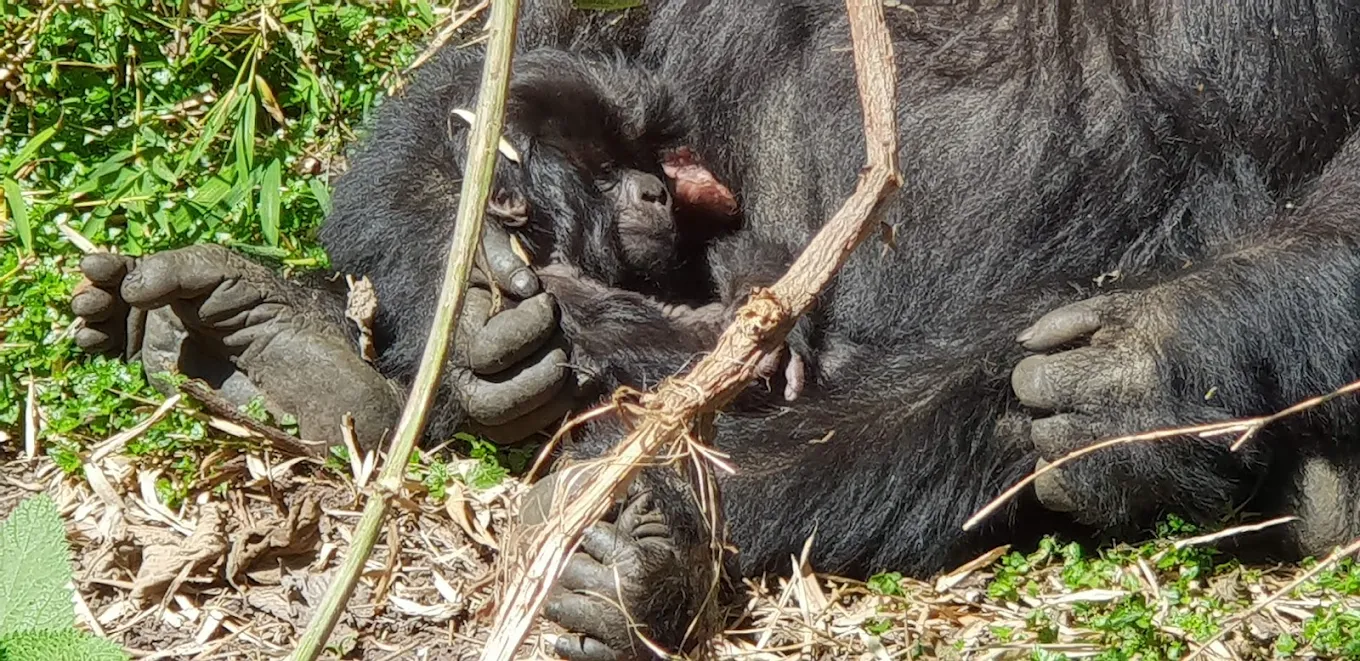 2 Days Uganda Gorilla Safari – Budget Trek in Rushaga or Buhoma